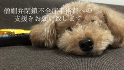 僧帽弁閉鎖不全症（僧帽弁逆流症）手術の治療費へご支援をお願いします のトップ画像