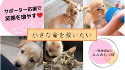 【小さな命を助けたい】保護活動費のご支援お願いします のトップ画像