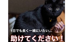 黒猫ぷっくりんの治療費、病院代の支援をお願い致します。 のトップ画像