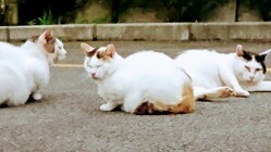 地域猫ハウス修繕費のご支援をお願いします!! のトップ画像