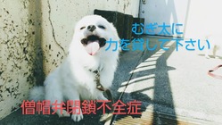 僧帽弁閉鎖不全 むぎ太に力をお貸し下さい。お願い致します。 のトップ画像