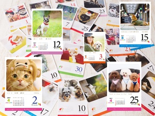猫・犬の写真を365枚集めて、日めくりカレンダーを作成したい！ のトップ画像
