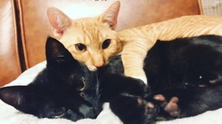 保護猫出身「えれ君」のFIP治療に支援をお願いします！！ のトップ画像