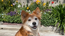 元保護犬マーヤの心臓病手術費用ご支援お願いします のトップ画像