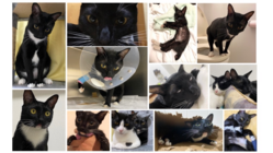 手術費を補填したい！どうかお力をお貸しください。 のトップ画像