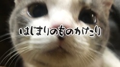 殺処分される猫を1匹でも減らしたい のトップ画像