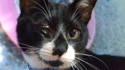 チロル君の治療費　援助のお願い　 のトップ画像