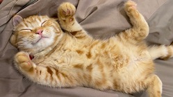 難病により余命２週間の宣告を受けた【むぎ】を救いたいです。 のトップ画像