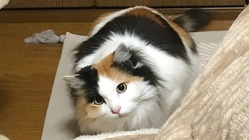 工事中の事故で大怪我した保護猫を助けたい のトップ画像