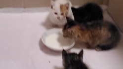 野良の子猫を4匹保護しました。病院代金等、ご支援いただきたいです… のトップ画像