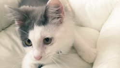 TNR活動を応援！厳しい環境で生きるのら猫を増やさないために。 のトップ画像