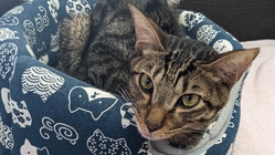 助けてください。FIPの愛猫のご支援を心よりお願いします。 のトップ画像