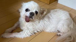 くうちゃんの慢性腎臓病と僧帽弁閉鎖不全症の病気を助けて下さい のトップ画像