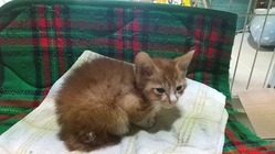 生き物共存　地球は人間だけのものではない のトップ画像