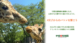 #宮子からのバトンを繋ごう｜宇都宮動物園の動物たちの住環境向上へ！ のトップ画像