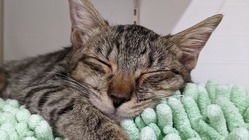 難病FIP（猫伝染性腹膜炎)と戦う『だいち』を助けて下さい。 のトップ画像