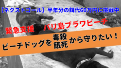 【緊急支援】バリ島ブラワビーチの犬たちを毒殺や餓死から守りたい のトップ画像
