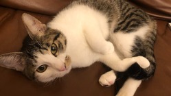 難病（FIP疑い）を抱えるシラス（1歳）を助けたいです。 のトップ画像