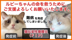 難病【FIP】を発症した愛猫ルビーの命を助けたいです！ のトップ画像