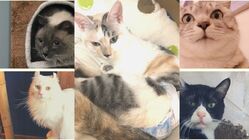 病気や高齢で家族のいない保護猫を皆で守る　みんなで里親さん のトップ画像