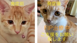 難病　FIP(猫伝染性腹膜炎）と闘うララにご支援をお願い致します！