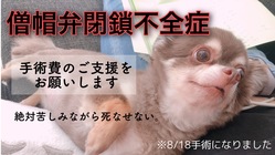 失神を伴う『僧帽弁閉鎖不全症』の愛犬クレハを助けてください。 のトップ画像