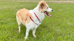 保護犬ボーダーコリーのクランをフリスビーの大会に出場させたい！ のトップ画像