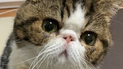 天乃助を助けてください。 のトップ画像