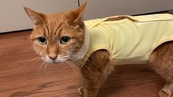 悪性リンパ腫と判断されたむぎの余命を守るため、支援をお願い致します のトップ画像