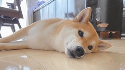 【乳び胸】愛犬「ウィル」の命を救ってください。 のトップ画像