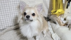 救いを求めています。免疫介在性溶血性貧血 のトップ画像