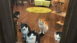 保護猫カフェ経営継続へのご支援を！
