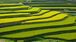 ２０２２年の新米　１０㎏（税.送料込み） のトップ画像