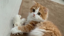 【FIP】難病に罹患した生後６ヶ月のこむぎを救いたい！ のトップ画像