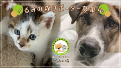 くるみの森サポーター募集｜人も犬猫も共に幸せになれる社会へ のトップ画像