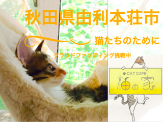 秋田県由利本荘市の"猫カフェ柚の家"の猫たちの治療費を集めたい のトップ画像