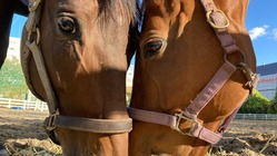 ~街中の馬術部~　地域の方々と共に馬たちの居場所を守りたい！ のトップ画像