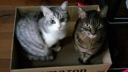 先に旅立たれた飼い主様の想いを受け継いで のトップ画像