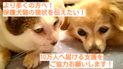 保護犬・猫たちの現状を動画で10万人へ届けたい。認知向上へご支援を のトップ画像