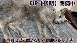【FIP末期】猫伝染性腹膜炎と闘う もりお を助けたい。 のトップ画像