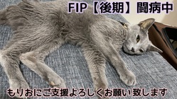 【FIP末期】猫伝染性腹膜炎と闘う もりお を助けたい。