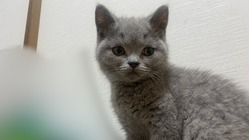 FIP（猫伝染性腹膜炎）混合後期治療にご支援お願いいたします。 のトップ画像