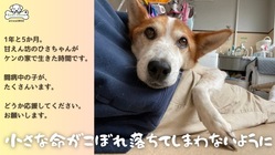 【継続支援のお願い】高齢、障がいの保護犬が穏やかに過ごせますように のトップ画像