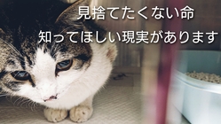 収容され来た子たちの命を見棄てることなく繋ぎたい。 のトップ画像