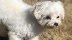 難病【先天性門脈体循環シャント】のレイ君を助けてください！ のトップ画像