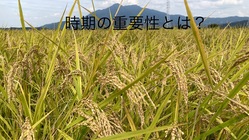 土に肥料を入れない半夏生前田植えで稲作大革命!プロの農家とコラボ！ のトップ画像