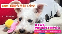 心臓病【僧帽弁閉鎖不全症】のとろろを手術で助けてあげたい！ のトップ画像