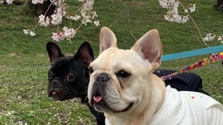 愛犬と家族の癒し空間プロジェクト のトップ画像