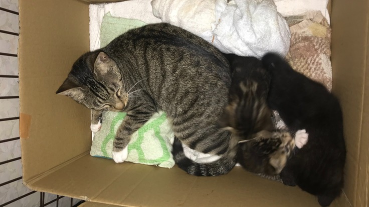 保護した３匹の子猫の不妊・去勢手術費用を応援して下さい。