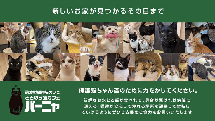 猫カフェバーニャサポーター様募集 家族のいない猫達にご支援を バステト 22 11 07 公開 継続寄付 Readyfor